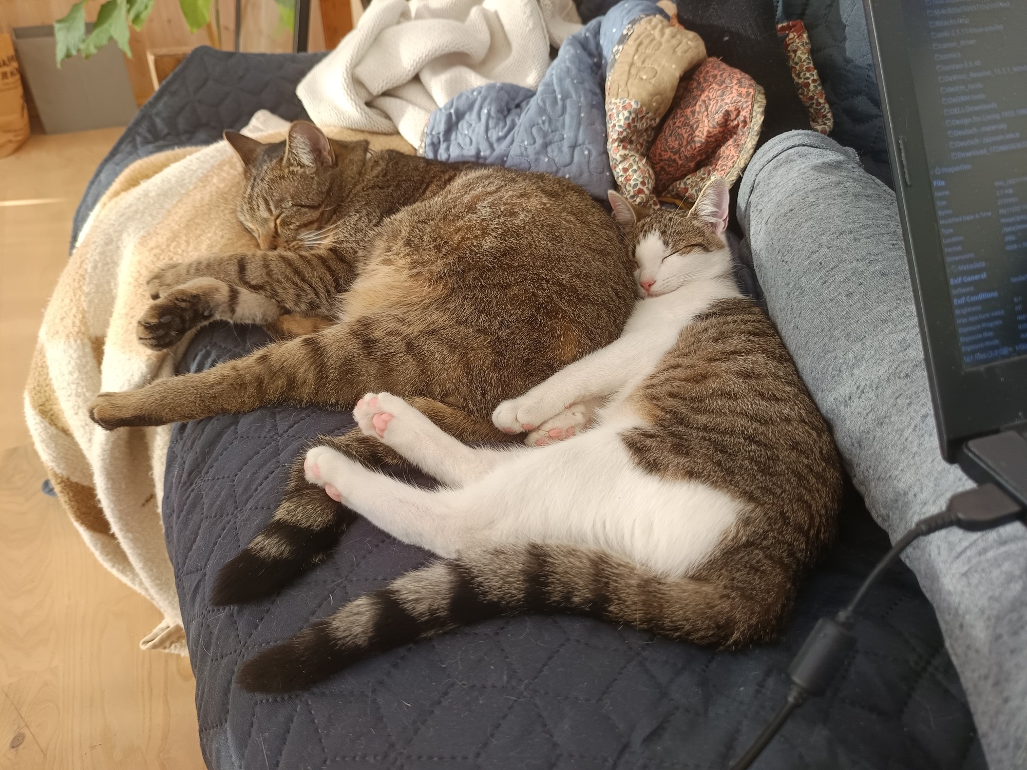 Two cats cuddled up together on a couch.