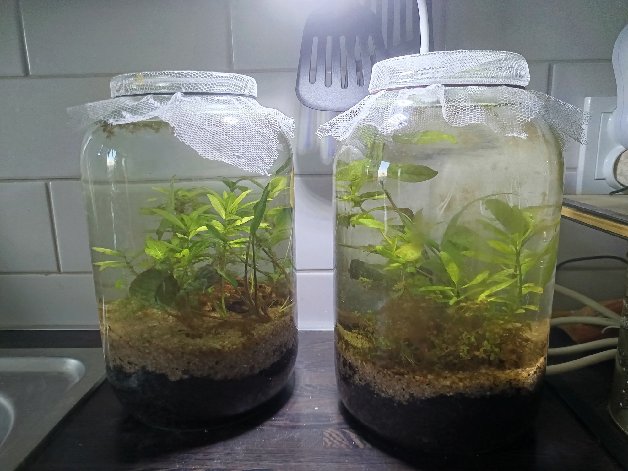 Two jars full of water and aquatic plants.